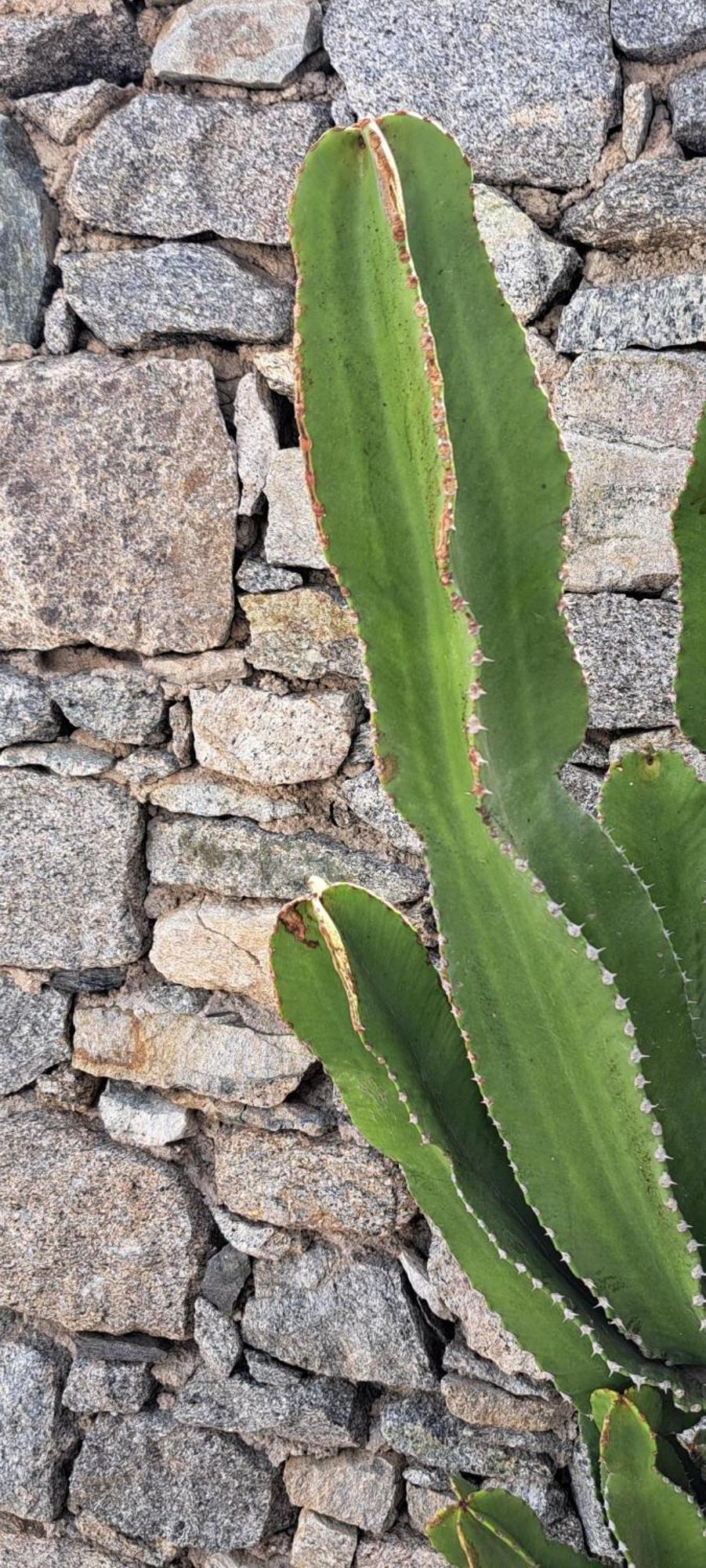 Anixi - Primavera Mykonos Ornós Eksteriør bilde